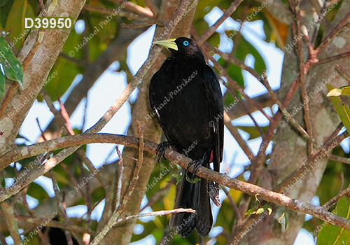 Red-rumped Cacique (Cacicus haemorrhous)